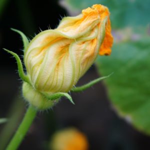 fiori